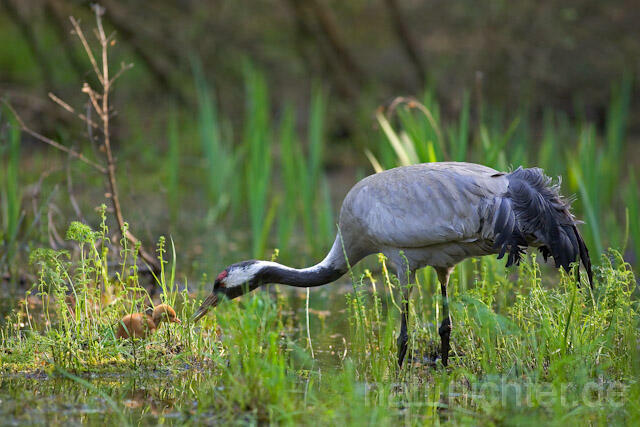 R9748 Kranich, Altvogel und Jungvogel, Common Crane nestling