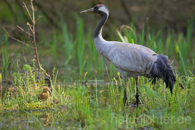 R9749 Kranich, Altvogel und Jungvogel, Common Crane nestling