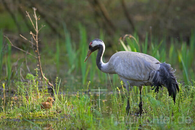 R9750 Kranich, Altvogel und Jungvogel, Common Crane nestling