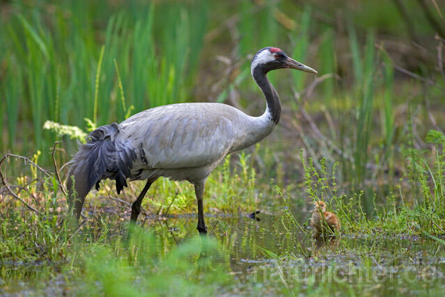 R9751 Kranich, Altvogel und Jungvogel, Common Crane nestling