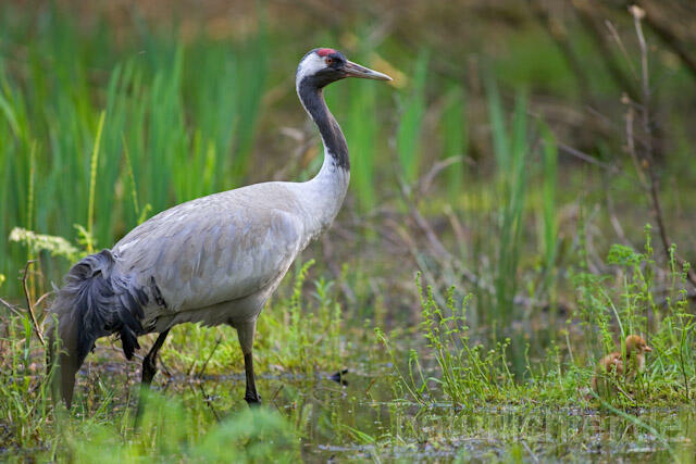 R9752 Kranich, Altvogel und Jungvogel, Common Crane nestling
