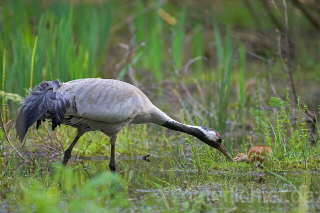 R9753 Kranich, Altvogel und Jungvogel, Common Crane nestling