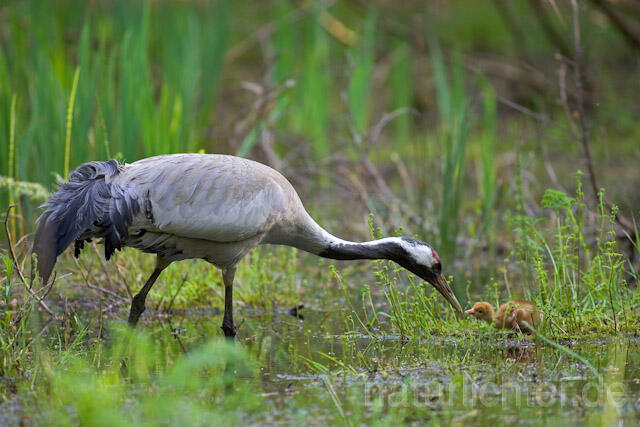 R9754 Kranich, Altvogel und Jungvogel, Common Crane nestling