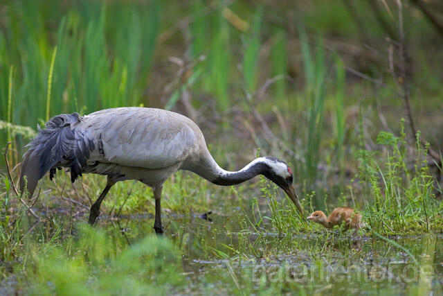 R9756 Kranich, Altvogel und Jungvogel, Common Crane nestling