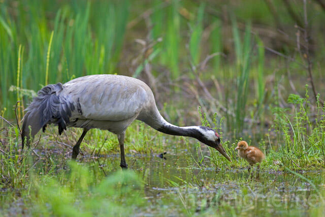 R9757 Kranich, Altvogel und Jungvogel, Common Crane nestling