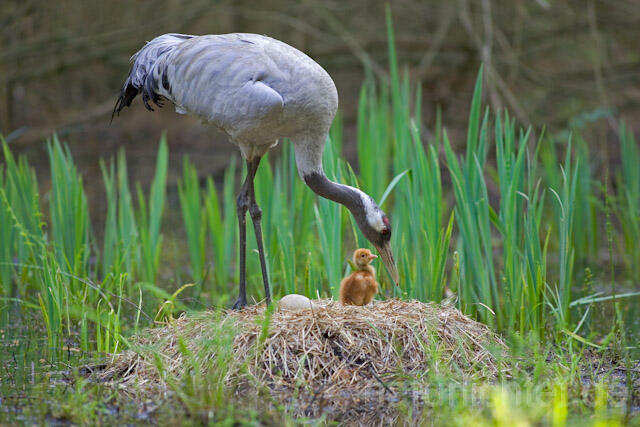 R9758 Kranich, Altvogel und Jungvogel auf Nest, Common Crane nestling