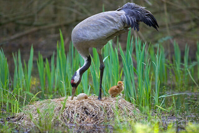 R9759 Kranich, Altvogel und Jungvogel auf Nest, Common Crane nestling
