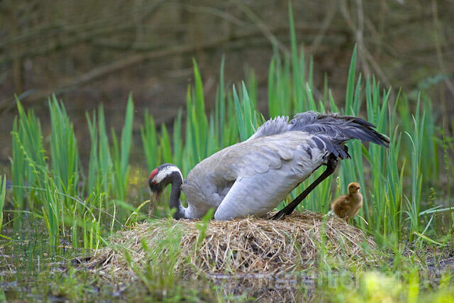 R9760 Kranich, Altvogel und Jungvogel auf Nest, Common Crane nestling