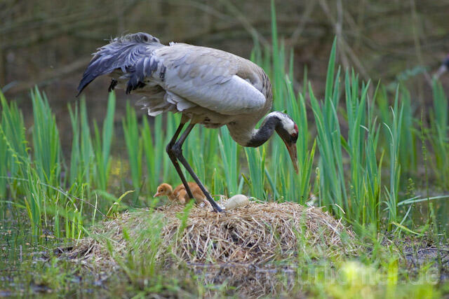 R9761 Kranich, Altvogel und Jungvogel auf Nest, Common Crane nestling