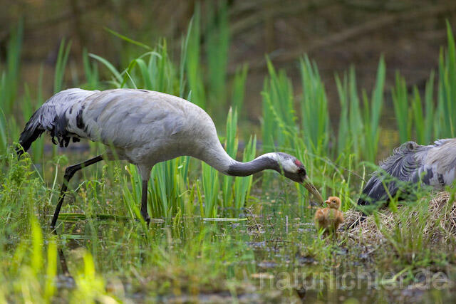 R9762 Kranich, Altvogel und Jungvogel auf Nest, Common Crane nestling