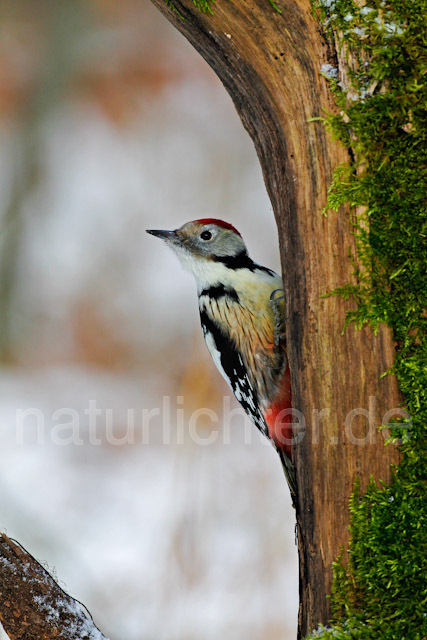 R9763 Mittelspecht, Middle Spotted Woodpecker - Christoph Robiller