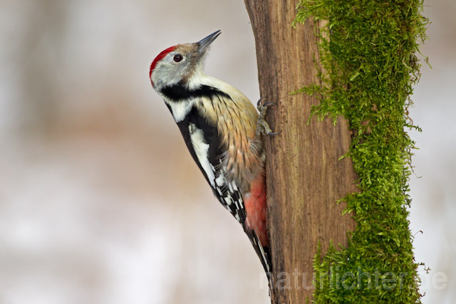R9764 Mittelspecht, Middle Spotted Woodpecker - Christoph Robiller