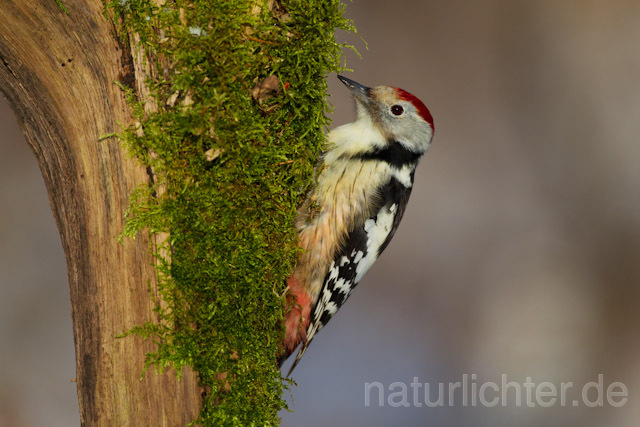 R9767 Mittelspecht, Middle Spotted Woodpecker - Christoph Robiller
