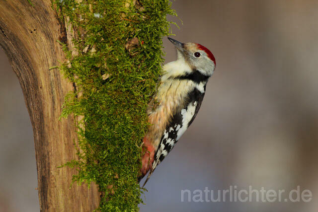 R9767 Mittelspecht, Middle Spotted Woodpecker