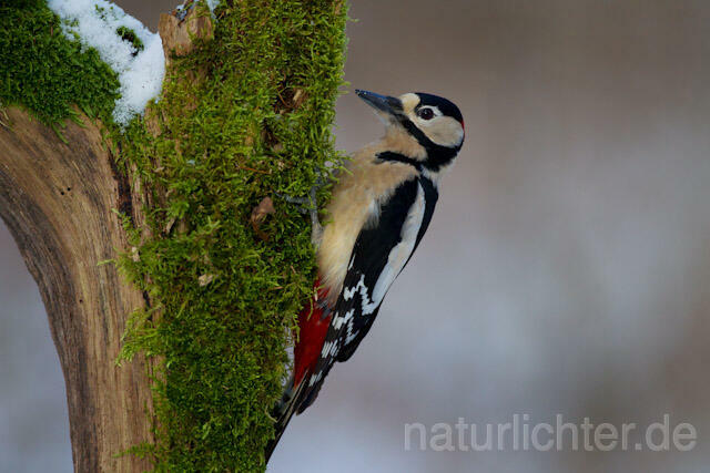 R9773 Buntspecht, Great Spotted Woodpecker