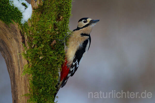 R9774 Buntspecht, Great Spotted Woodpecker