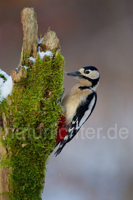 R9775 Buntspecht, Great Spotted Woodpecker - Christoph Robiller
