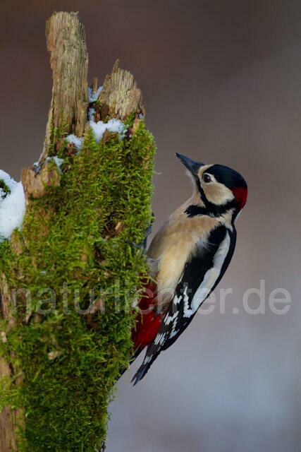 R9776 Buntspecht, Great Spotted Woodpecker