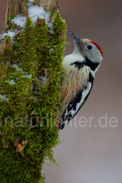 R9781 Mittelspecht, Middle Spotted Woodpecker - Christoph Robiller