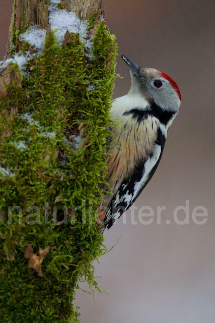 R9781 Mittelspecht, Middle Spotted Woodpecker
