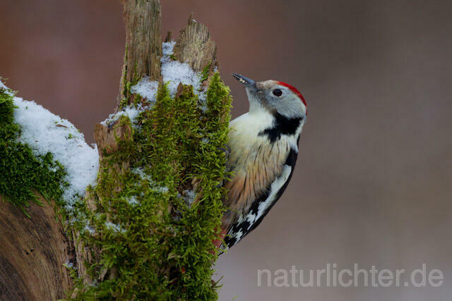 R9782 Mittelspecht, Middle Spotted Woodpecker
