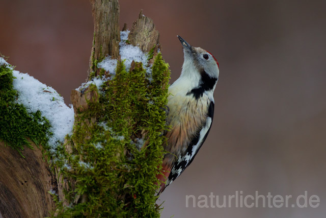 R9783 Mittelspecht, Middle Spotted Woodpecker - Christoph Robiller