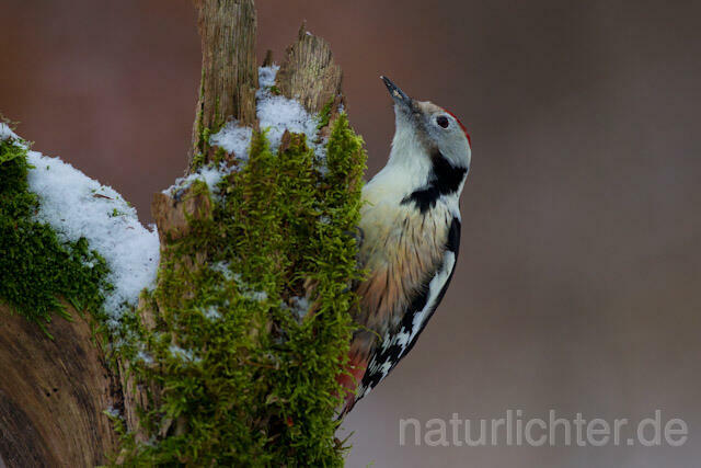 R9783 Mittelspecht, Middle Spotted Woodpecker