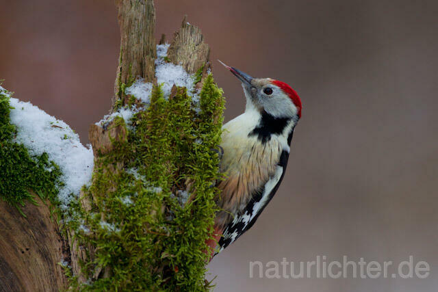 R9784 Mittelspecht, Middle Spotted Woodpecker