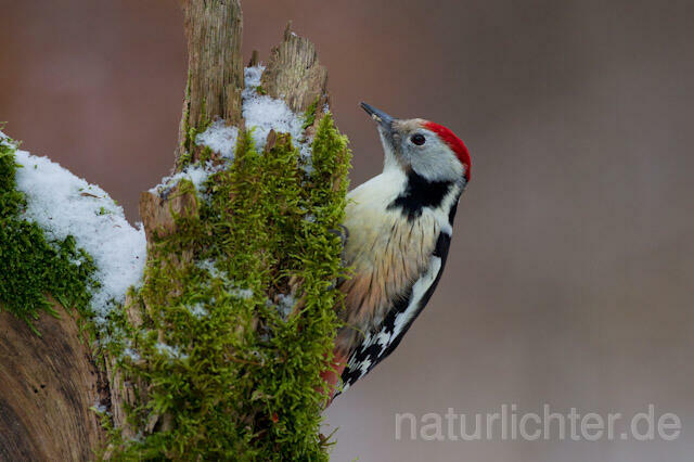 R9785 Mittelspecht, Middle Spotted Woodpecker