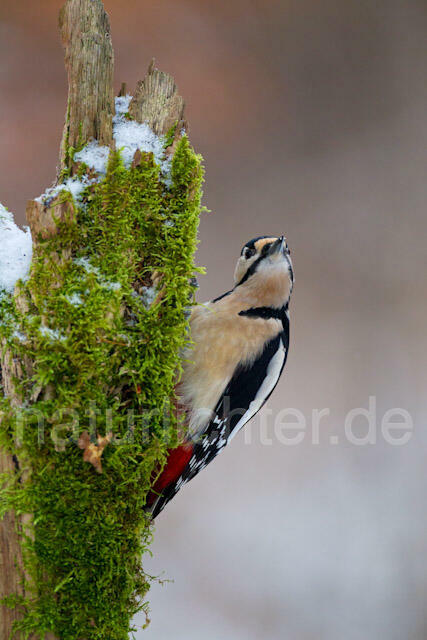 R9786 Buntspecht, Great Spotted Woodpecker - Christoph Robiller