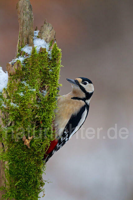 R9787 Buntspecht, Great Spotted Woodpecker - Christoph Robiller