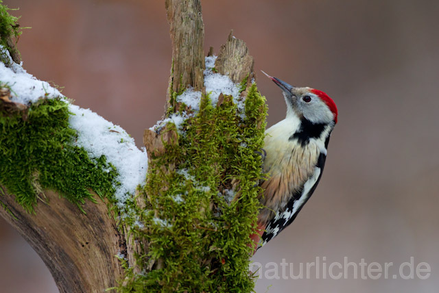 R9790 Mittelspecht, Middle Spotted Woodpecker - Christoph Robiller