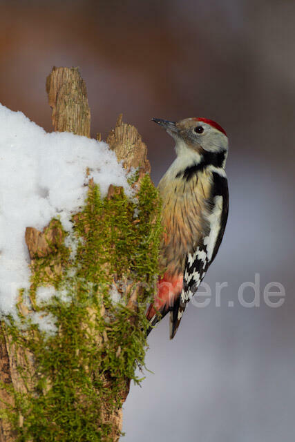R9804 Mittelspecht, Middle Spotted Woodpecker - Christoph Robiller
