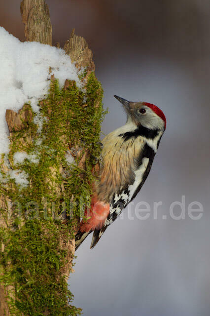 R9806 Mittelspecht, Middle Spotted Woodpecker - Christoph Robiller