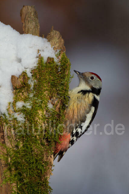 R9807 Mittelspecht, Middle Spotted Woodpecker - Christoph Robiller