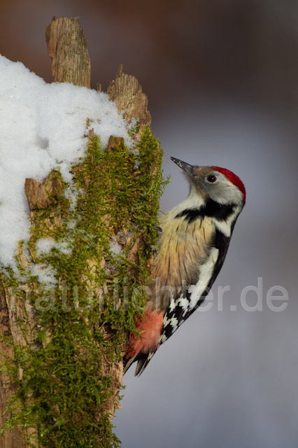 R9808 Mittelspecht, Middle Spotted Woodpecker - Christoph Robiller