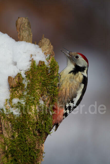 R9809 Mittelspecht, Middle Spotted Woodpecker - Christoph Robiller