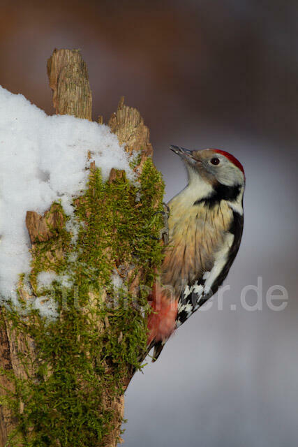 R9810 Mittelspecht, Middle Spotted Woodpecker