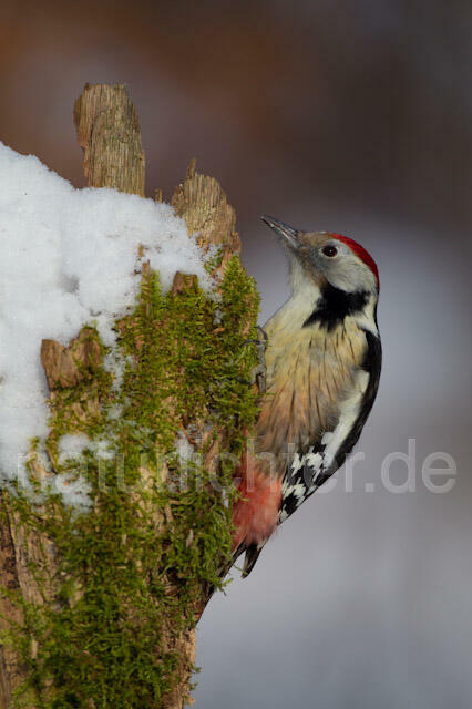 R9811 Mittelspecht, Middle Spotted Woodpecker