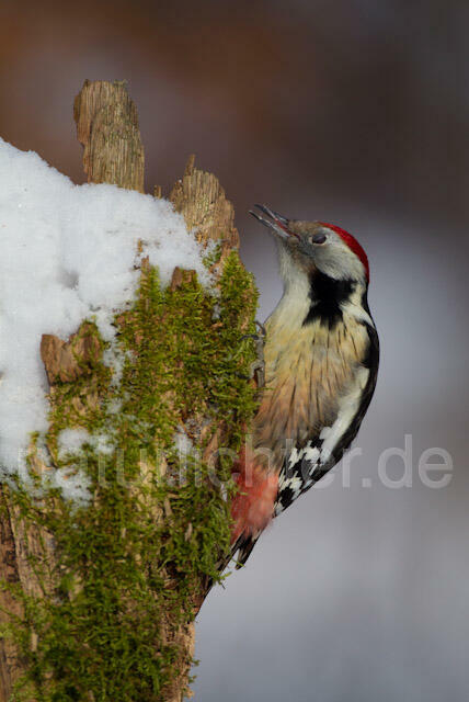 R9812 Mittelspecht, Middle Spotted Woodpecker - Christoph Robiller