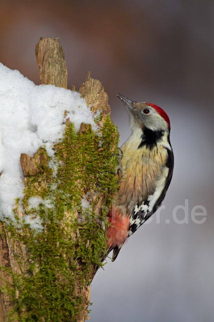 R9813 Mittelspecht, Middle Spotted Woodpecker - Christoph Robiller