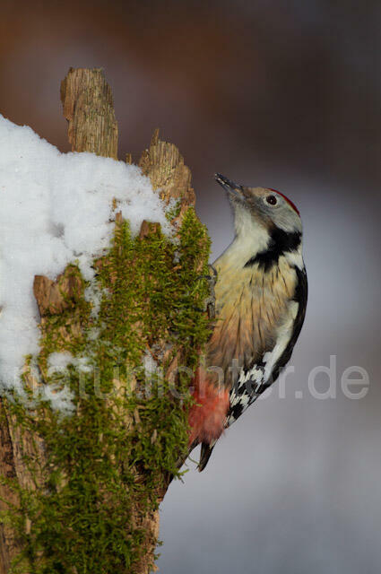 R9814 Mittelspecht, Middle Spotted Woodpecker - Christoph Robiller