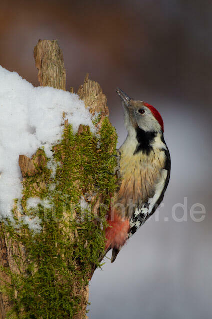 R9815 Mittelspecht, Middle Spotted Woodpecker - Christoph Robiller