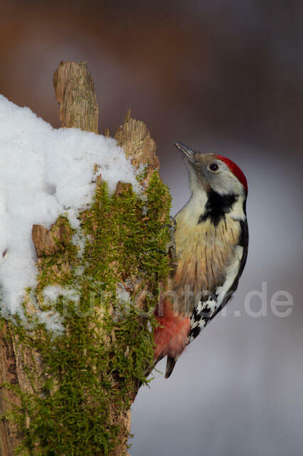 R9816 Mittelspecht, Middle Spotted Woodpecker - Christoph Robiller