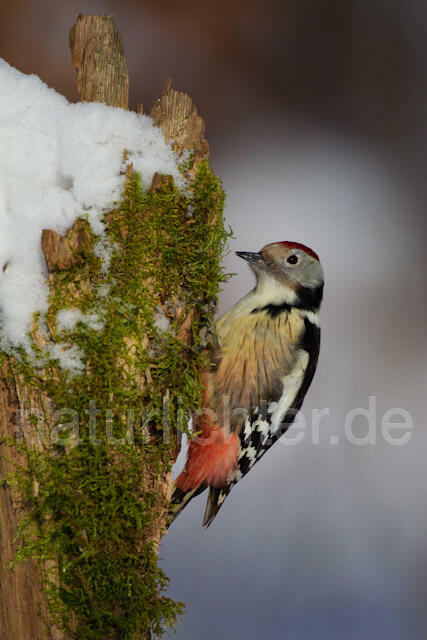 R9817 Mittelspecht, Middle Spotted Woodpecker - Christoph Robiller