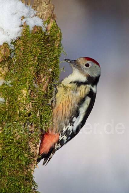 R9820 Mittelspecht, Middle Spotted Woodpecker - Christoph Robiller