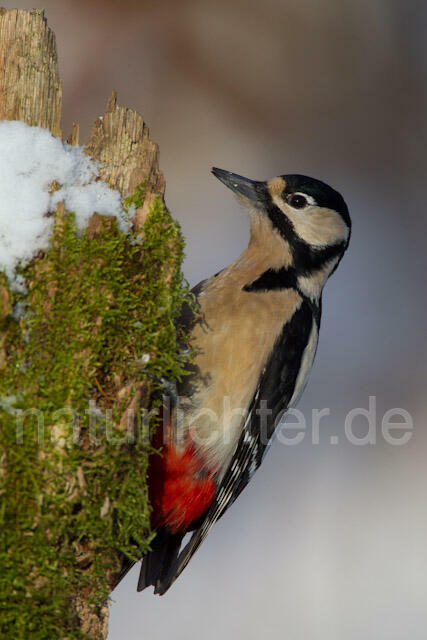 R9821 Buntspecht, Great Spotted Woodpecker - Christoph Robiller