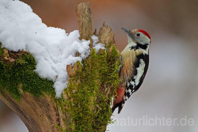 R9825 Mittelspecht, Middle Spotted Woodpecker - Christoph Robiller