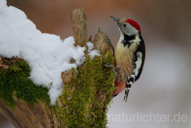 R9827 Mittelspecht, Middle Spotted Woodpecker - Christoph Robiller