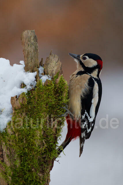 R9830 Buntspecht, Great Spotted Woodpecker - Christoph Robiller